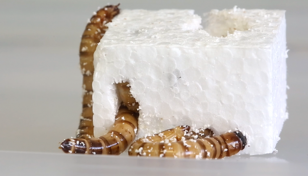 Superworms capable of munching through plastic waste