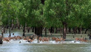 One held with 20kg venison from Sundarbans