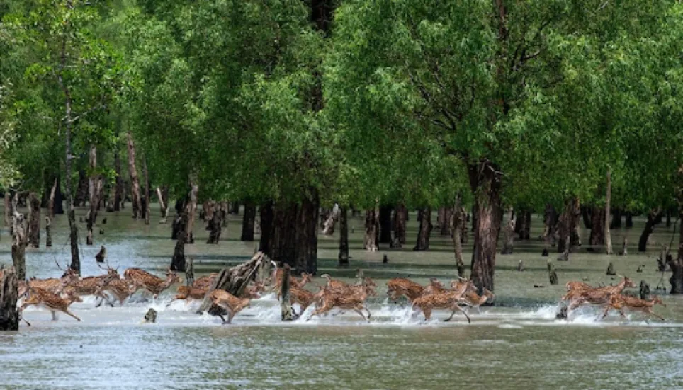 High time to finance climate loss, damage mitigation in Sundarbans