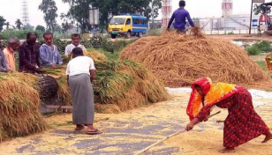 Rangpur farmers produce 21,93,513 tonnes clean Boro rice