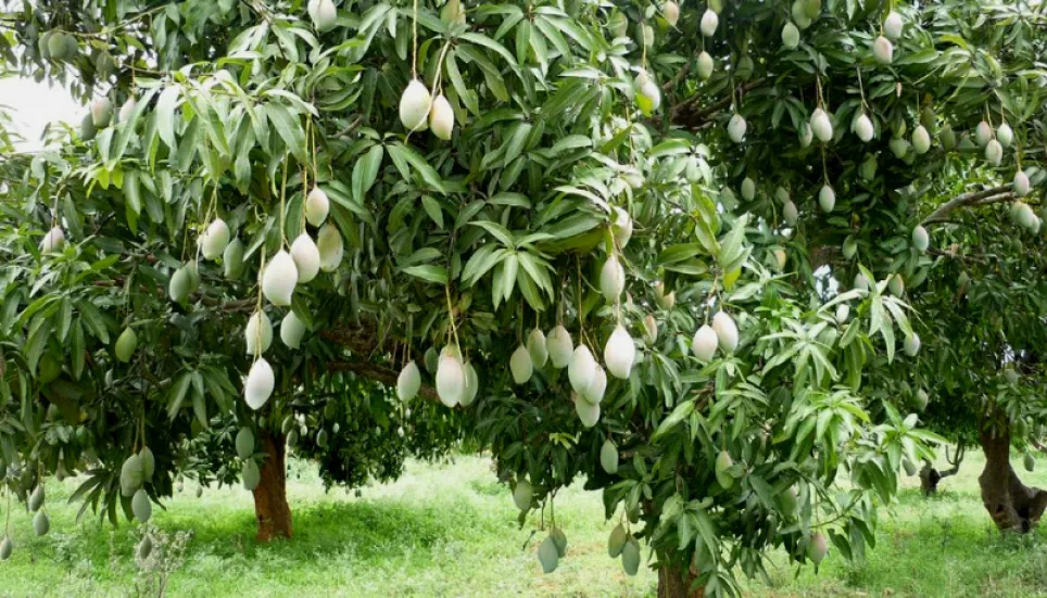 Modern techniques needed to boost mango production