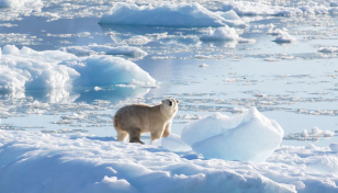 Isolated Greenland polar bear population adapts to climate change