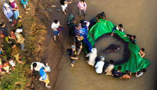 Mekong villagers land heaviest ever freshwater fish