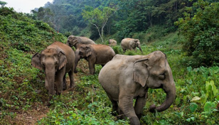 Asia lost two-thirds of elephant habitat: Study