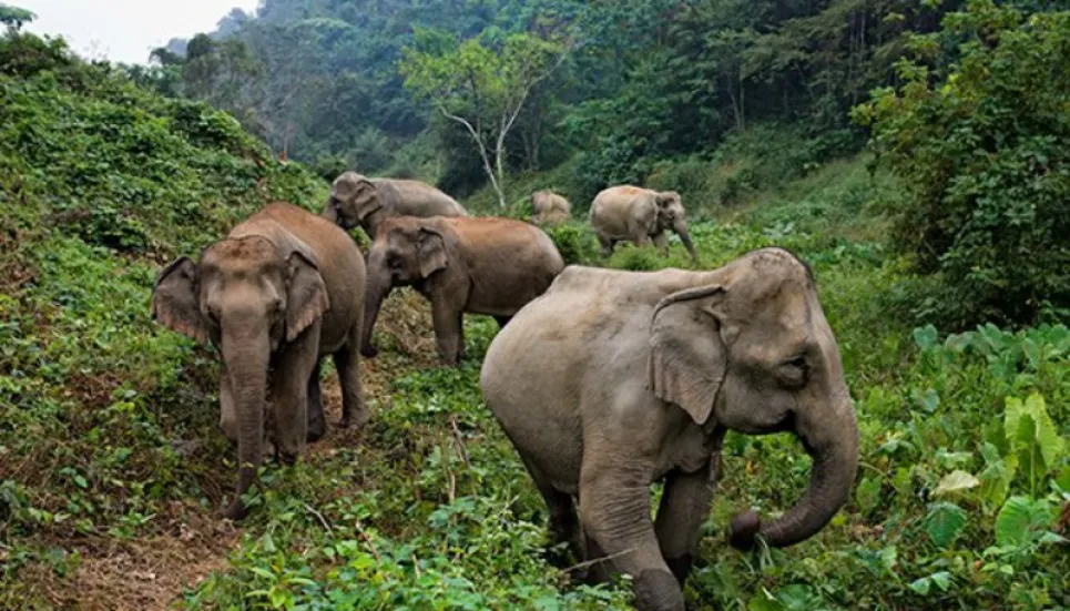 Elephant sanctuary to be built in Sherpur