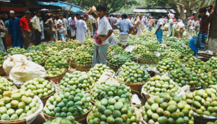 Mangoes flood Rajshahi markets