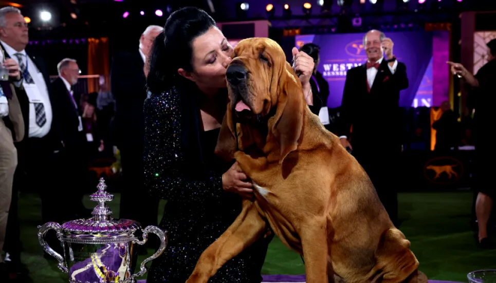 Trumpet, a bloodhound, wins US Westminster dog show