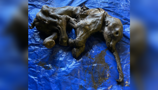 Canadian gold miners find rare mummified baby woolly mammoth