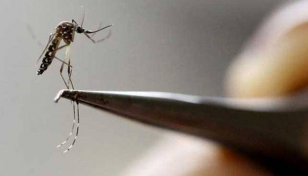 Dengue: 32 new patients hospitalised