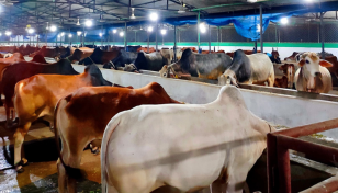 Cattle farmers worried of lumpy skin disease ahead of Eid