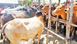 Digital Haat: Sacrificial animals worth Tk 739cr sold online