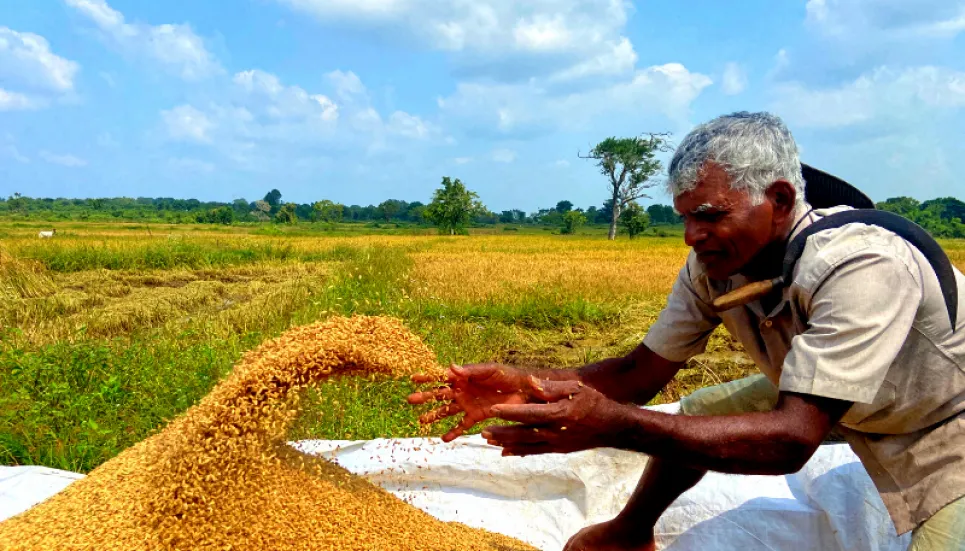 Fertiliser ban decimates Sri Lankan crops as government popularity ebbs