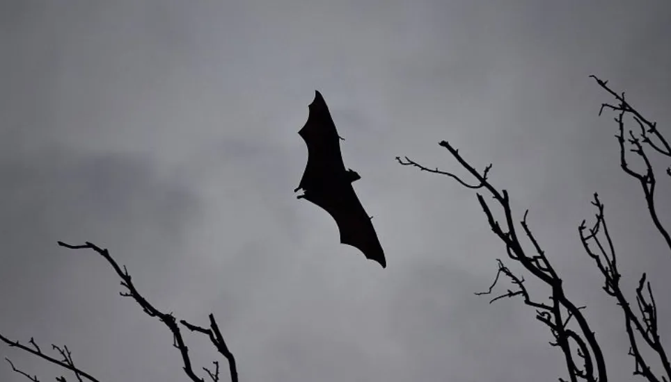 After father-in-law, woman dies of ‘Nipah virus’ in Naogaon