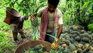 Philippines to assist Bangladesh for producing pineapple, banana, tea