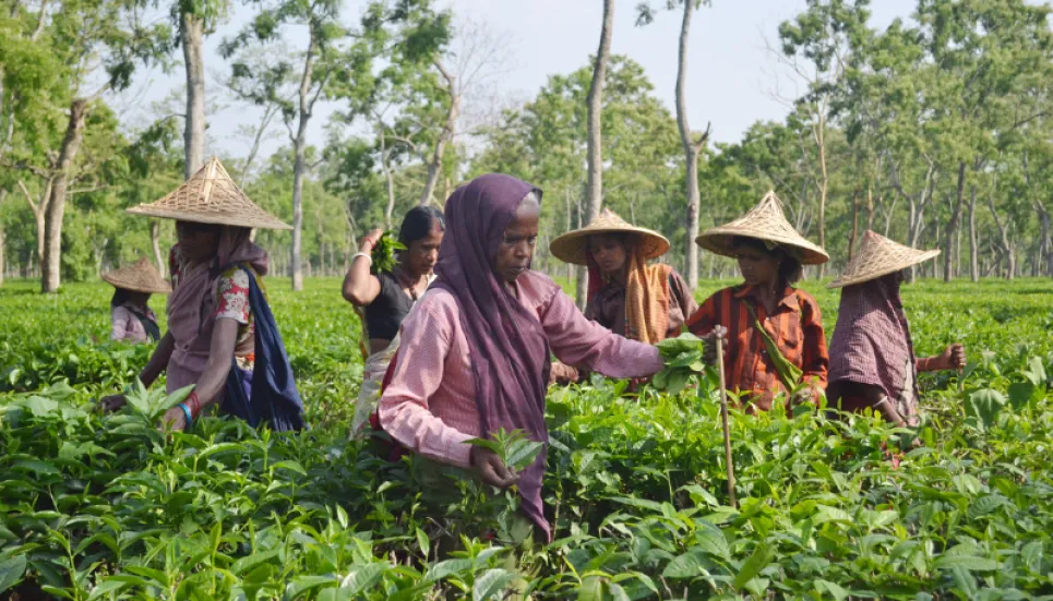 Vietnam keen to work for development of Sylhet tea industry