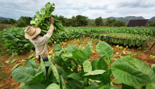 Is it illegal to grow tobacco in Australia?