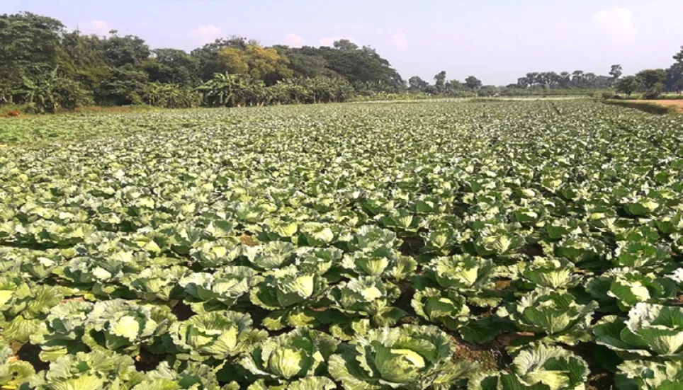 Safe vegetable farming becomes boon for many people in Rajshahi