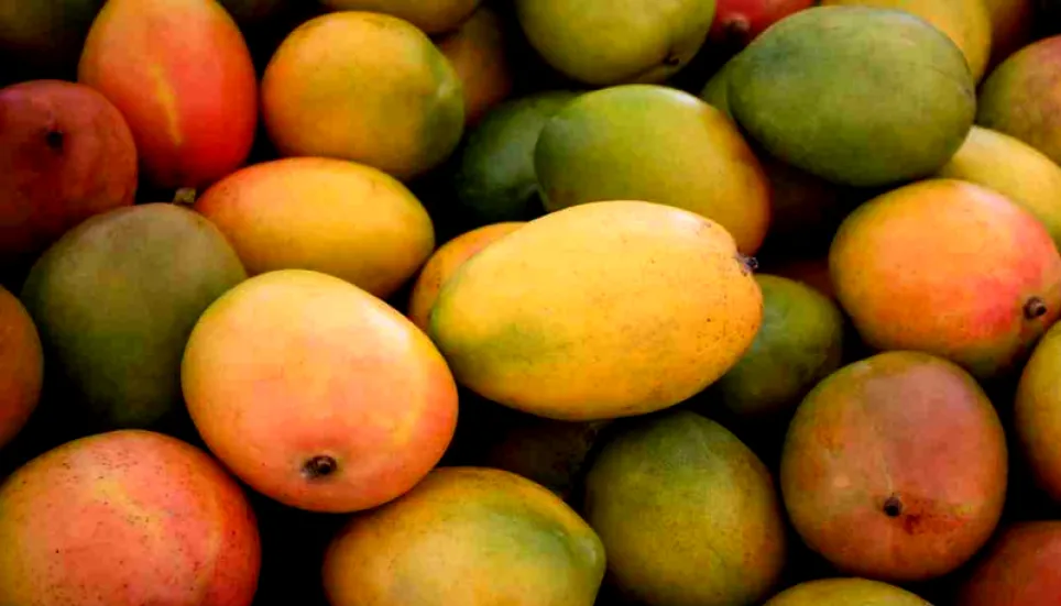 Mango harvesting begins in Rajshahi