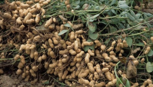 Groundnut brings smile on Manikganj char people