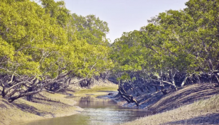 USAID launches $20m project for forests, wetland areas in Bangladesh