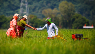 IRRI will assist Bangladesh to research stress- tolerant rice varieties