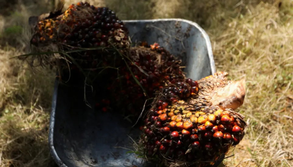 Malaysia palm oil production, exports to rise 30% by end-2022