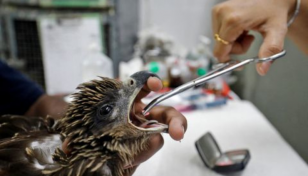 Birds fall from the sky as heatwave scorches India