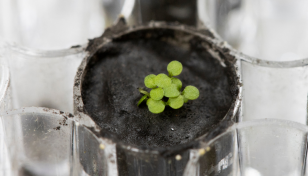 Scientists successfully grow plants in soil from the Moon