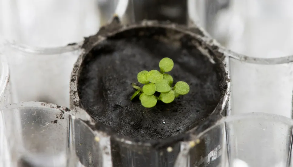 Scientists successfully grow plants in soil from the Moon