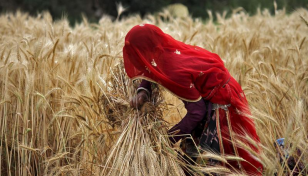 India bans wheat exports to cool prices at home