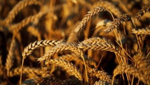 Efforts on to import wheat from 5 alternative sources: Tipu Munshi