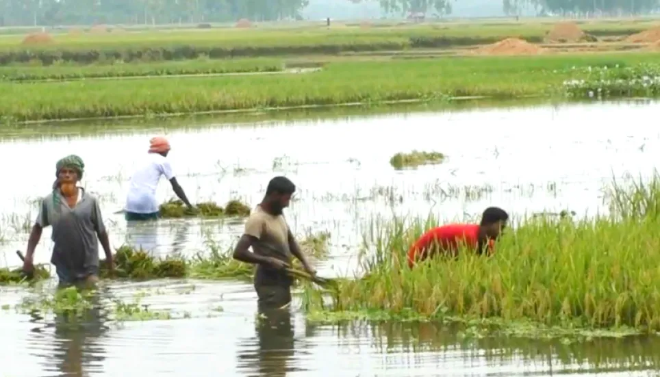 Incessant rains force Boro farmers to go for early harvesting in Kurigram