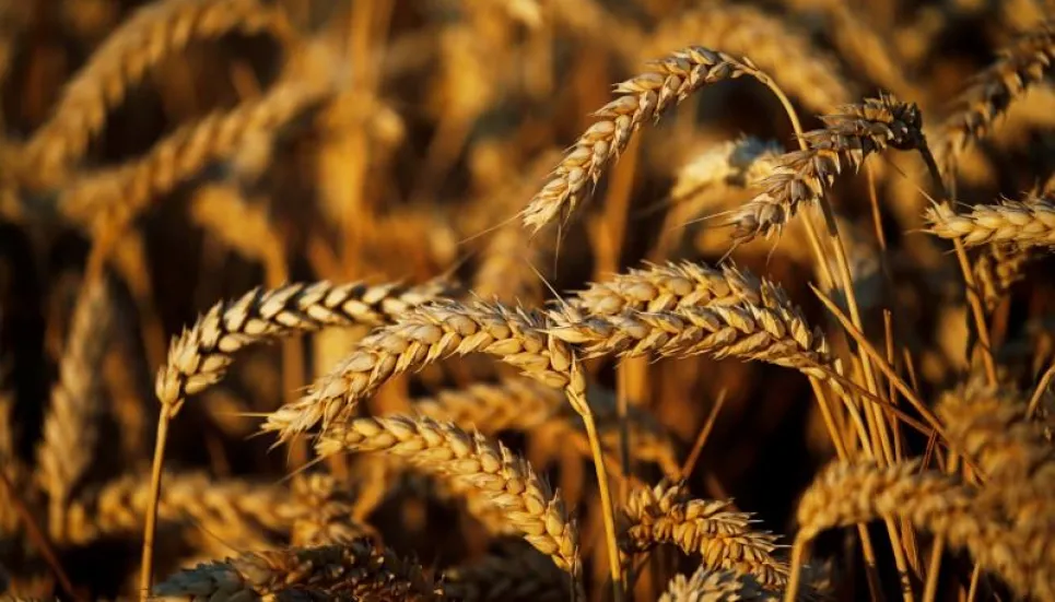 Tipu discounts wheat crisis amid rising price