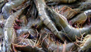 Coast Guard seizes over 6,000kg adulterated shrimps