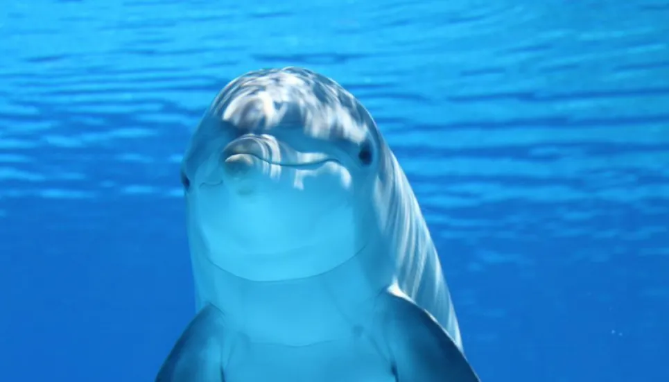 Dolphins taste friends' urine to know they're around