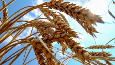 Russia exported record high grain volume last season