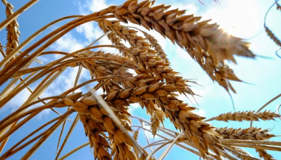 Bangladesh tries to secure wheat from Russia as India stops exports