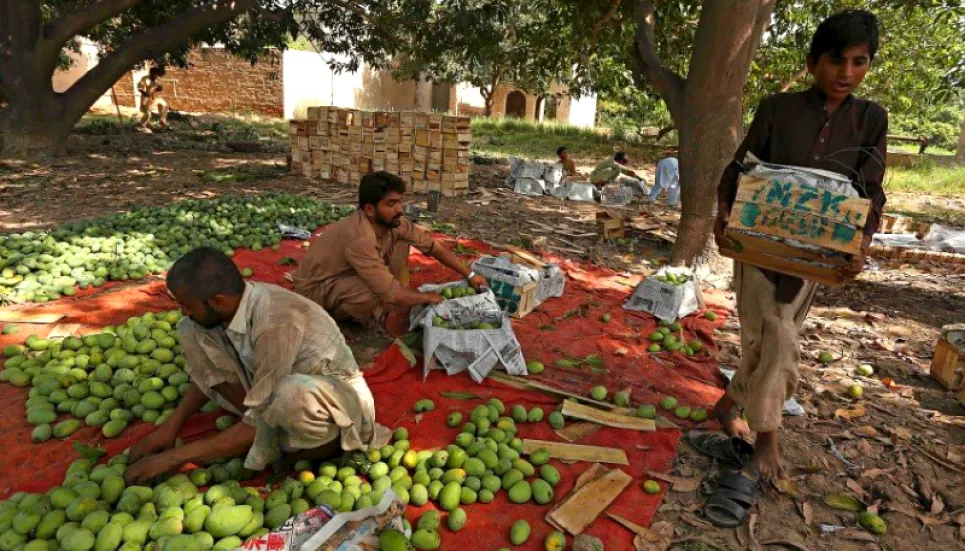 Heatwave kills 50% of Pakistan's mango production