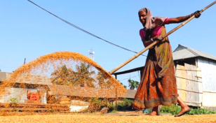 India has no plans to curb rice exports as local supplies surge