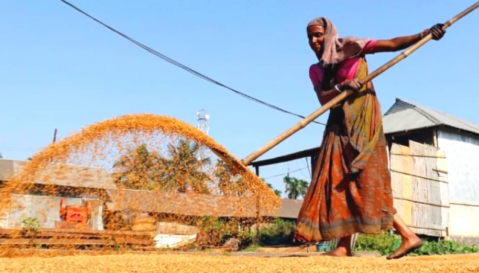 India has no plans to curb rice exports as local supplies surge