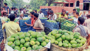 Mango trading starts getting vibrant in Rajshahi markets