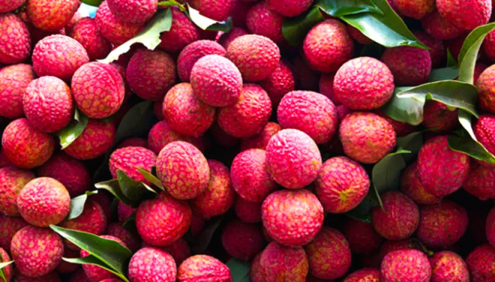 Rangpur litchi farmers getting excellent production, lucrative price 