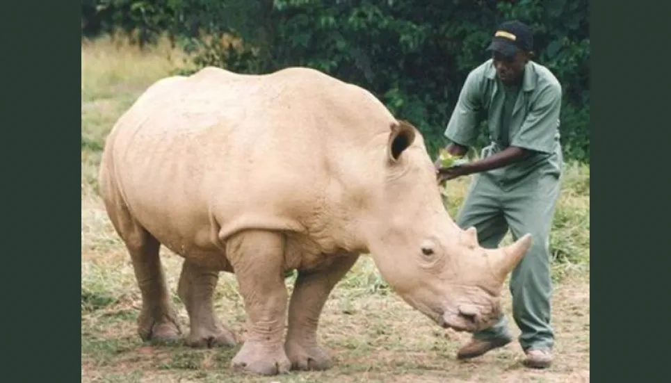 White rhinos return to Mozambique park after 40yrs