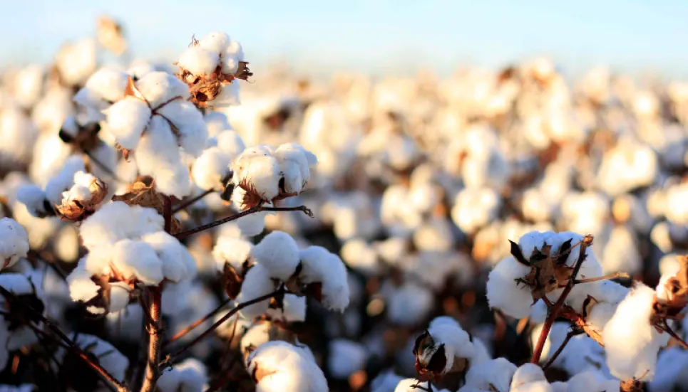 Bangladesh targets to increase cotton production five folds by 2030