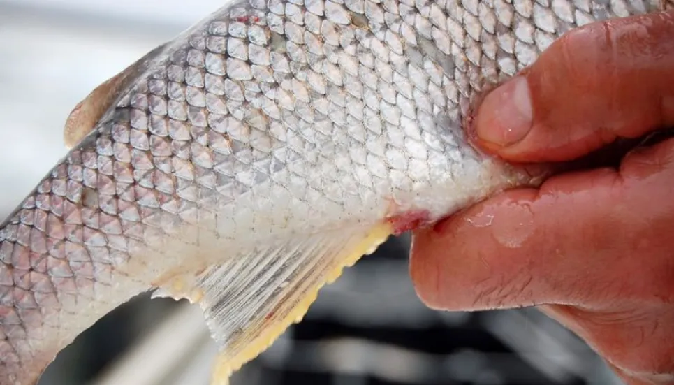 Fish scales: A promising new item to diversify exports