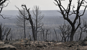 Algeria sentences scores to death over forest fire lynching