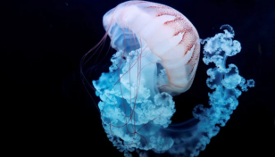 Jellyfish: Out of the fishing net and into the export basket?