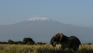 Drought kills more than 200 elephants in Kenya