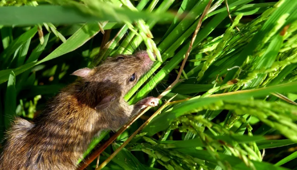 Rats eat up nearly 5% crops in country: Experts