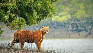 Sundarbans abuzz with tourists after 3-month closure